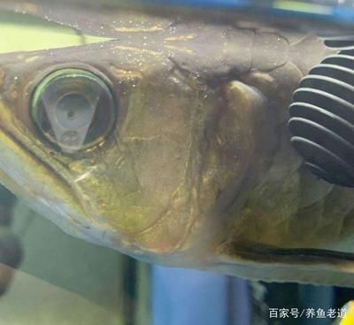 金龍魚一直在魚缸底部（金龍魚一直待在魚缸底部是怎么回事？）