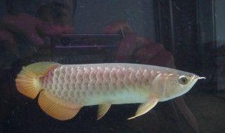 紅龍魚的正確飼養方法圖解視頻大全（紅龍魚的正確飼養方法圖解視頻大全下載）