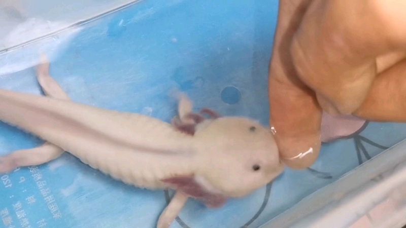 六角恐龍魚吃人嗎