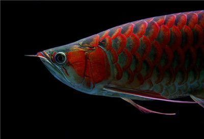 紅龍魚兜嘴怎么辦（紅龍魚兜嘴怎么恢復(fù)龍魚兜嘴的原因以及糾正方法）