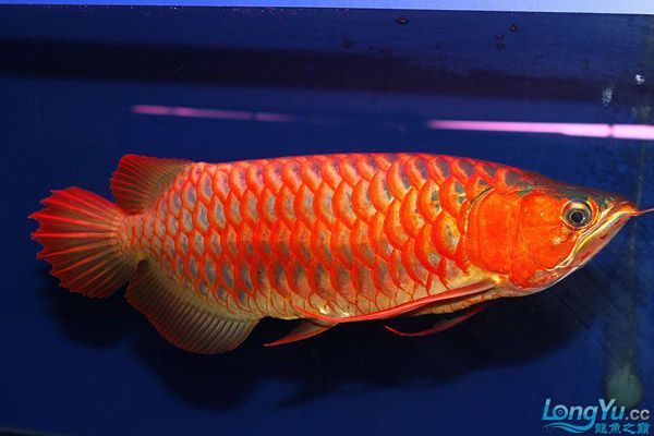 紅龍魚兜嘴怎么辦（紅龍魚兜嘴怎么恢復(fù)龍魚兜嘴的原因以及糾正方法）