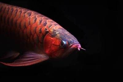 紅龍魚兜嘴怎么辦（紅龍魚兜嘴怎么恢復(fù)龍魚兜嘴的原因以及糾正方法）