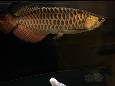 龍魚要睡覺嗎一直游：龍魚是否需要睡覺？ 龍魚要睡覺嗎一直游：龍魚是否需要睡覺？ 龍魚百科 第2張