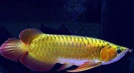 龍魚側燈用什么顏色的好：如何選擇龍魚側燈的顏色