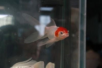 小型金龍魚有哪些（小型金龍魚有哪些品種？）