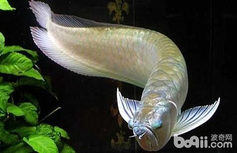 小型金龍魚有哪些（小型金龍魚有哪些品種？）