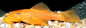 小型金龍魚有哪些（小型金龍魚有哪些品種？）