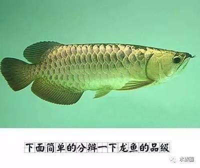 龍魚品級劃分標準是什么：龍魚品級劃分標準