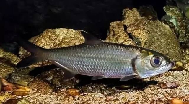 泰龐海鰱魚適宜人群：泰龐海鰱魚養殖技巧分享 泰龐海鰱魚適宜人群：泰龐海鰱魚養殖技巧分享 龍魚百科 第3張