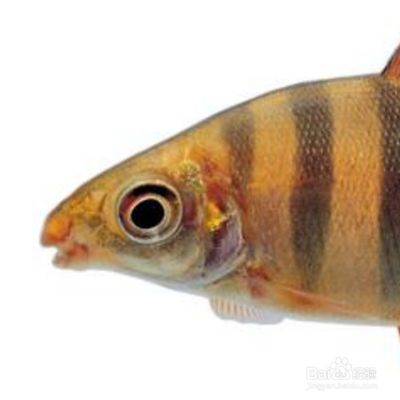 七彩龍魚好養(yǎng)嗎,七彩龍魚飼養(yǎng)關(guān)鍵點(diǎn) 龍魚百科 第5張 七彩龍魚好養(yǎng)嗎,七彩龍魚飼養(yǎng)關(guān)鍵點(diǎn) 七彩龍魚好養(yǎng)嗎,七彩龍魚飼養(yǎng)關(guān)鍵點(diǎn) 龍魚百科 第5張
