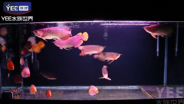 七彩龍魚好養(yǎng)嗎,七彩龍魚飼養(yǎng)關(guān)鍵點(diǎn) 龍魚百科 第2張 七彩龍魚好養(yǎng)嗎,七彩龍魚飼養(yǎng)關(guān)鍵點(diǎn) 七彩龍魚好養(yǎng)嗎,七彩龍魚飼養(yǎng)關(guān)鍵點(diǎn) 龍魚百科 第2張