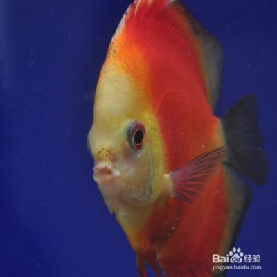 七彩龍魚好養(yǎng)嗎,七彩龍魚飼養(yǎng)關(guān)鍵點(diǎn) 龍魚百科 第4張 七彩龍魚好養(yǎng)嗎,七彩龍魚飼養(yǎng)關(guān)鍵點(diǎn) 七彩龍魚好養(yǎng)嗎,七彩龍魚飼養(yǎng)關(guān)鍵點(diǎn) 龍魚百科 第4張