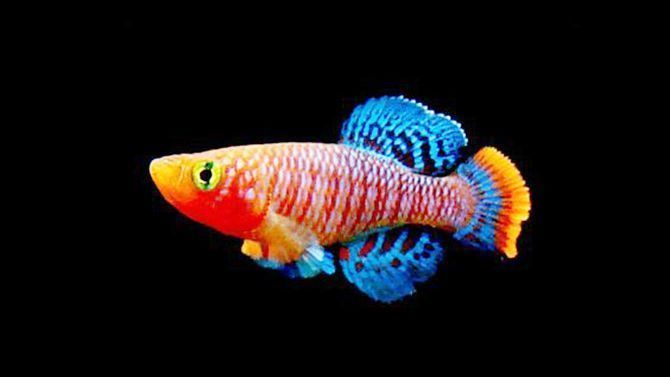 七彩龍魚好養(yǎng)嗎,七彩龍魚飼養(yǎng)關(guān)鍵點(diǎn) 龍魚百科 第3張 七彩龍魚好養(yǎng)嗎,七彩龍魚飼養(yǎng)關(guān)鍵點(diǎn) 七彩龍魚好養(yǎng)嗎,七彩龍魚飼養(yǎng)關(guān)鍵點(diǎn) 龍魚百科 第3張