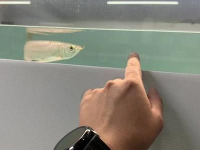 龍魚掉眼手術成功率：龍魚掉眼手術成功率是多少
