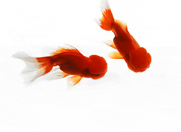 紅龍魚微信頭像動態(tài)GIF素材有哪些？