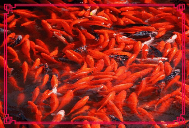 紅龍魚微信頭像動態GIF素材有哪些？