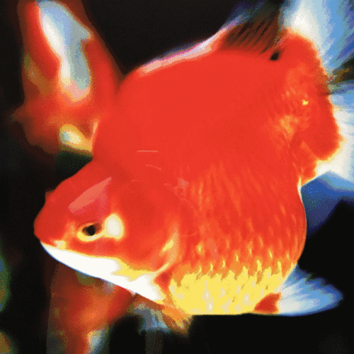 紅龍魚微信頭像動態GIF素材有哪些？
