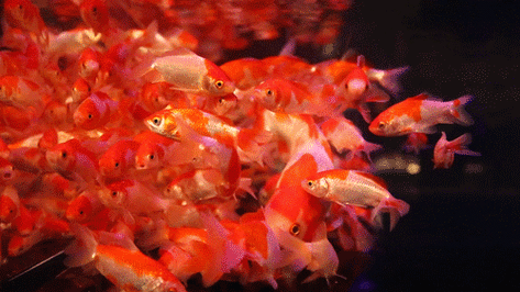 紅龍魚微信頭像動態GIF素材有哪些？