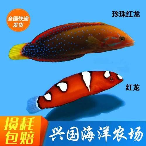 小紅龍魚怎么挑選最好的魚缸