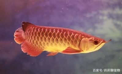 藍底過背金龍魚用什么燈好,如何調節魚缸光線強度,金龍魚led燈最佳色溫 龍魚百科 第2張 藍底過背金龍魚用什么燈好,如何調節魚缸光線強度,金龍魚led燈最佳色溫 藍底過背金龍魚用什么燈好,如何調節魚缸光線強度,金龍魚led燈最佳色溫 龍魚百科 第2張