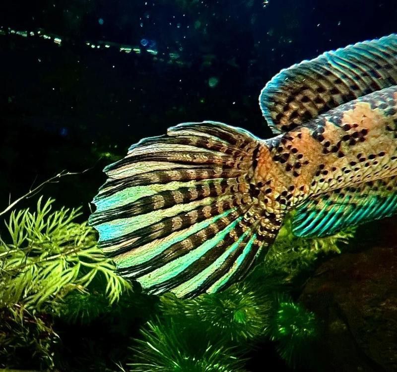 如何辨別廣東野生雷龍魚的品質？