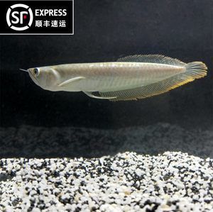 黃化銀龍魚價(jià)格走勢（黃化銀龍魚價(jià)格走勢分析）
