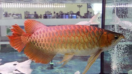 上千萬(wàn)的龍魚(yú)：血紅龍是已知的上千萬(wàn)級(jí)別的龍魚(yú)品種