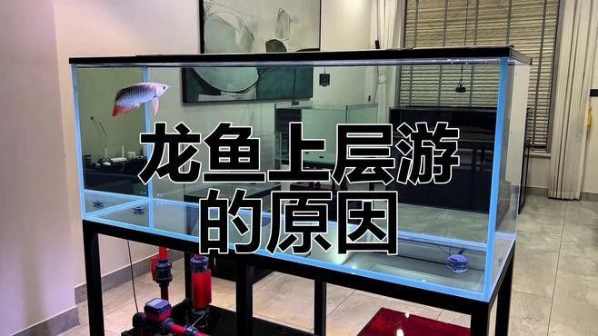 龍魚一直往上跳