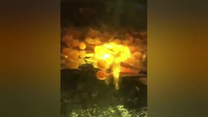 杰西卡恐龍魚繁殖期特點：杰西卡恐龍魚繁殖期的一些特點