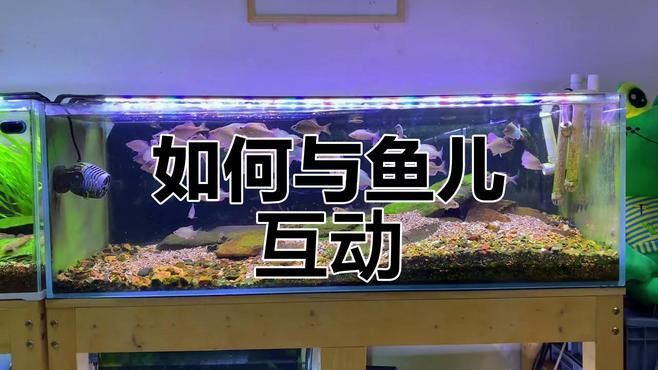 訓練紅龍魚互動需要多長時間？ 訓練紅龍魚互動需要多長時間？ 龍魚百科 第1張