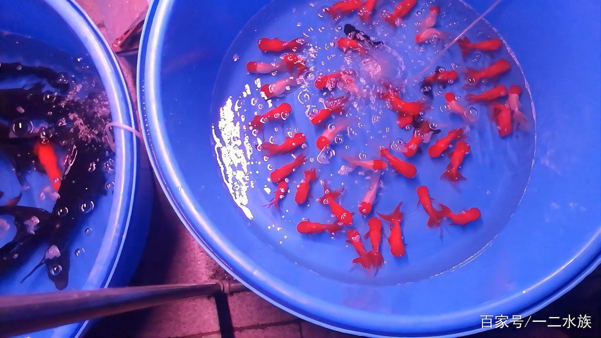 北京哪里賣龍魚便宜又好的