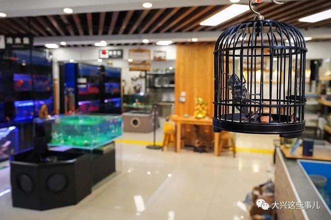 北京哪里賣龍魚便宜又好的
