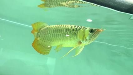 龍魚狀態(tài)不好怎么調(diào)整：龍魚最佳飼養(yǎng)水溫范圍