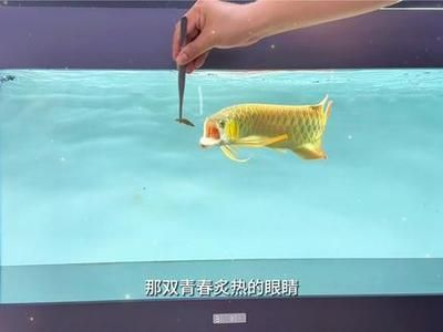 龍魚狀態(tài)不好怎么調(diào)整：龍魚最佳飼養(yǎng)水溫范圍