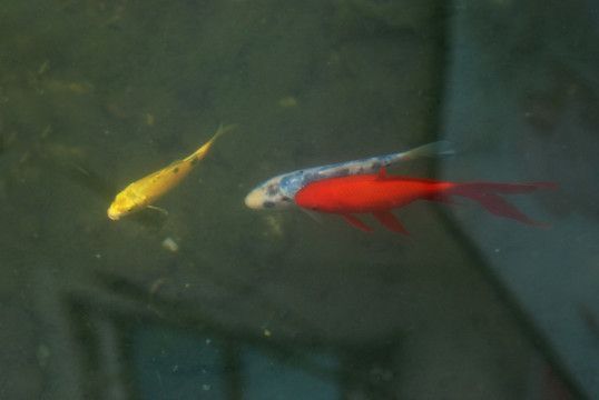 錦鯉和金龍魚可以混養嗎：錦鯉和金龍魚在生活習慣和性格上有很大的差異，不建議混養