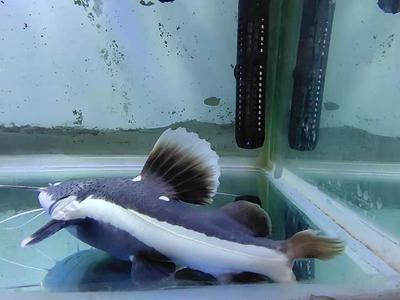 龍魚缸里養(yǎng)小魚直接讓龍魚吃（在龍魚缸中飼養(yǎng)供食用的小魚，需要注意以下幾點）