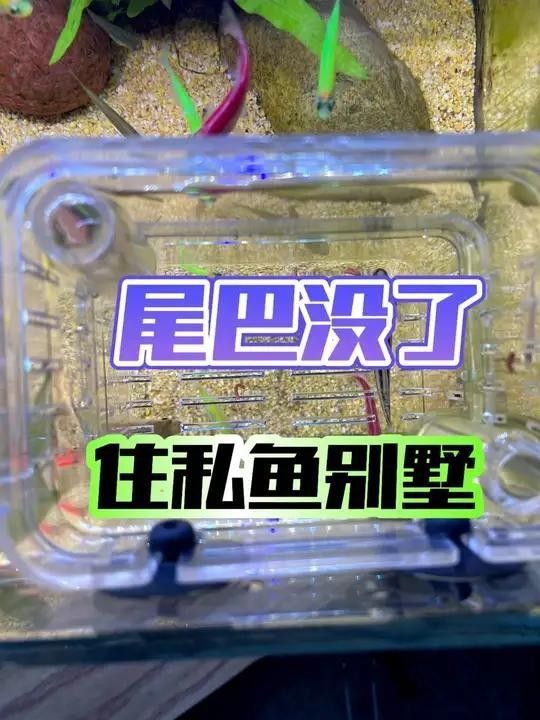 龍魚咬尾后需要多長時間恢復(fù)？