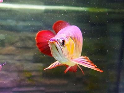 龍魚燈照時間（關于龍魚燈照時間的一些建議）