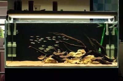 養龍魚加黑水好嗎：養龍魚加黑水是否好，取決于具體情況的情況來做出判斷