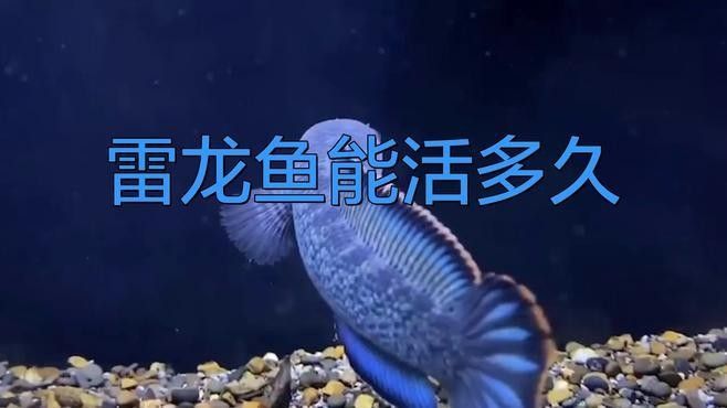 魔神雷龍魚壽命