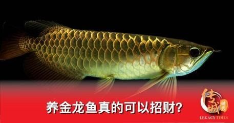 金龍魚為啥不好：\"金龍魚為啥不好\"