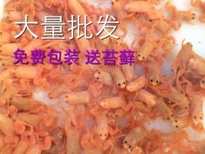 龍魚吃什么飼料魚食好：如何自制龍魚飼料，龍魚飼料品牌推薦，龍魚飼料保存方法
