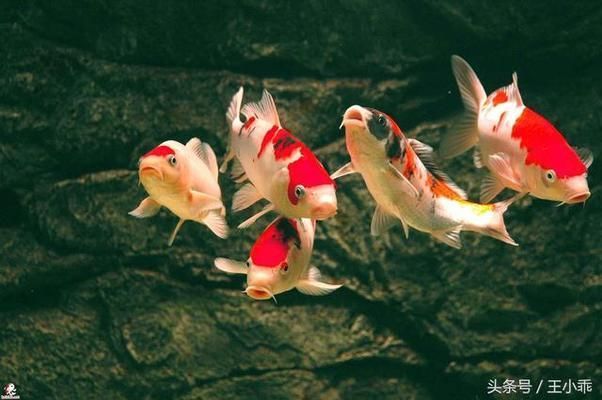 西安虎魚（西安虎魚價(jià)格）