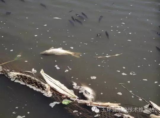 龍魚缺氧浮頭呆滯