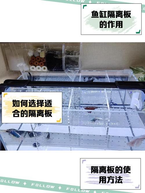 紅龍魚膽小怎么辦