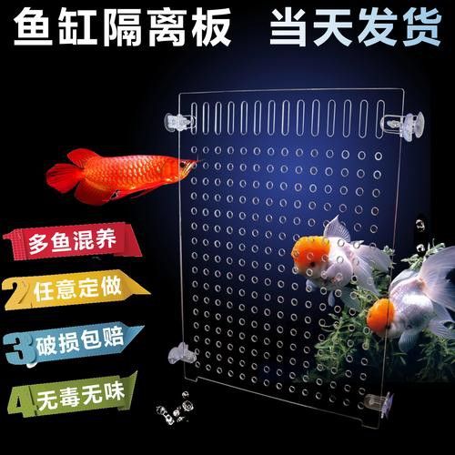 紅龍魚膽小怎么辦