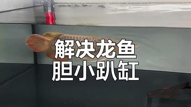 紅龍魚膽小怎么辦