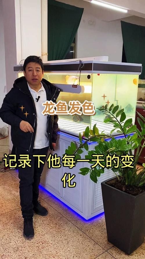 高背金龍魚發(fā)色過程圖片大全欣賞 高背金龍魚發(fā)色過程圖片大全欣賞 龍魚百科 第23張