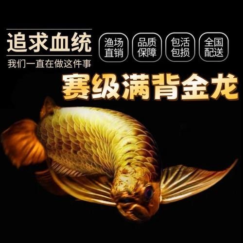 高背金龍魚發(fā)色過程圖片大全欣賞 高背金龍魚發(fā)色過程圖片大全欣賞 龍魚百科 第20張