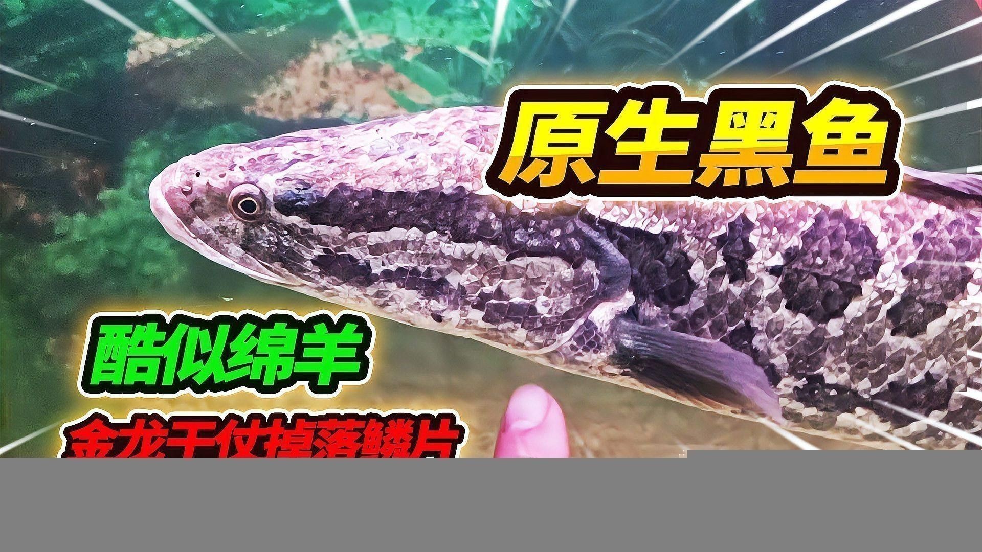 白銀龍魚背部魚鱗脫落了怎么辦啊